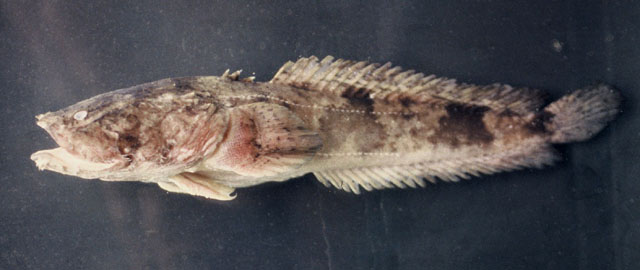 (Batrachoides) Род САПЫ 9 видов